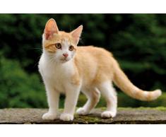 Chats Papier Peint Photo/Poster Autocollant - Châton Tigré Roux Et Blanc (180 x 120 cm)