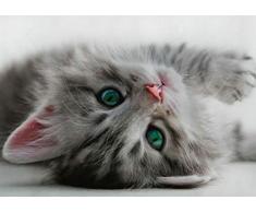 A1 Bouton Mignon de Chaton Nose Poster Art Print 60 x 90 cm 180gsm 15130