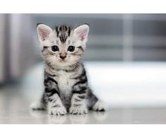 DV Posters A1 | Chaton Mignon dart daffiche Imprimer 60 x 90cm 180gsm Animal Lover Cat Gift # 8433