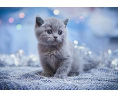 A1 Fluffy Russe Chaton Bleu Poster Art Print 60 x 90 cm 180gsm - Cadeau # 15138