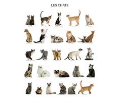 Affiche 40x50 cm Les chats / Cats / Katzen Jean-Michel LABAT