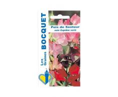Les Graines Bocquet - Graines De Pois De Senteur Nain Cupidon Varié - Graines Potagères À Semer - Sachet De 5Grammes