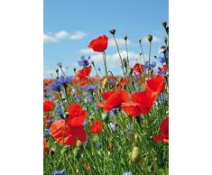 Fleurs Papier Peint Photo/Poster - Pré De Fleurs Sauvages Avec Bleuets Et Coquelicots, 2 Parties (250 x 180 cm)