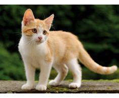 Chats Papier Peint Photo/Poster - Châton Tigré Roux Et Blanc, 2 Parties (240 x 180 cm)