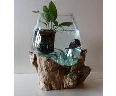exotica import Aquarium ou Vase en Verre soufllé sur Racine de Bois, Hauteur Environ 20cm, modèle Unique, Choix sur Photos (Hauteur Environ 20cm)