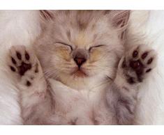 Poster Chaton Mignon Coucher sur le dos Sieste