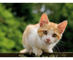 Chats Papier Peint Photo/Poster - Châton Tigré Roux Et Blanc, Attentif, 2 Parties (240 x 180 cm)