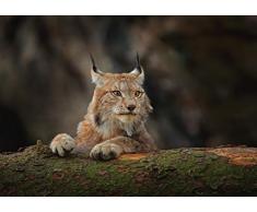 DV Posters A1 | Lynx Affiche de Chat Copie dart 60 x 90cm 180gsm Amérique Animaux Sauvages Cadeau # 12595