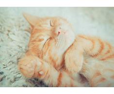 DV Posters A1 | Chaton Ginger Sleeping Affiche Taille 60 x 90 cm Animaux Affiche Mignonne Cadeau # 15913