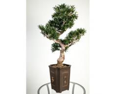 Bonsai podocarpus artificiel en pot, 313 feuilles, 80 cm, résistant aux intempéries - bonsai synthétique / arbre artificiel - artplants