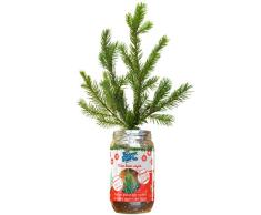 Blue Farmers | Sapin de Noël en pot | Sapin réutilisable à vie | Epicéa en pot | Cadeau parfait pour les enfants | Hauteur 50CM (1 Sapin prêt à pousser)