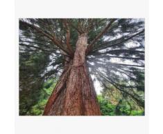 Malle Sequoia avec soleil en arrière-plan Puzzle