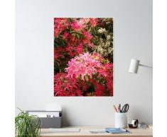 Pieris - Arbuste Forest Flame Poster