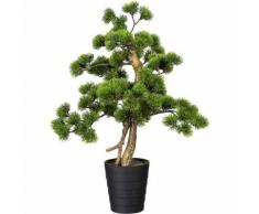 Bonsaï de pin dans un pot en plastique 135 x 150 mm