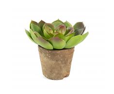 Succulente Zelena echeveria