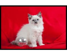 Digital Republic.com 41057 Paillasson Polyamide-PVC sans Phtalate