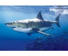 Empire Poster de grand requin blanc