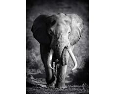 Scenolia Tableau Verre Acrylique Elephant Solitaire 60 x 90 cm | DÃ©coration Murale Design Fait en France