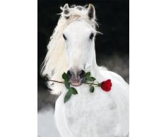 Empire - Chevaux - Lipizzan avec Rose - Taille (cm), environ 61x91,5 - Poster