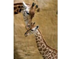 Affiche 30x40 cm Girafe et girafon / Tender moment between Giraffe and son / Giraffe und Junge BONNEUA