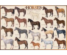 Empire Poster éducatif Chevaux avec Accessoire (en Anglais)