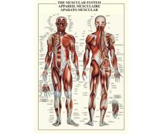 Empire 602749 Poster éducatif The Muscular System 68 x 98 cm (en Anglais)
