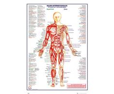 empireposter 740854 Empire Poster The Human Body Antérieur Muscle Muscles â Anatomie, Papier, Multicolore, 91,5 x 61 x 0,14 cm