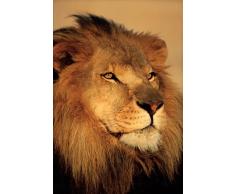 1art1 37957 Poster FÃ©lins Lion Gros Plan 91 x 61 cm
