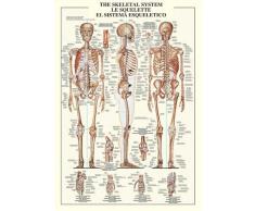 Empire 536662 Poster éducatif Le Squelette 68 x 98 cm
