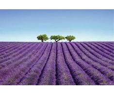 Scenolia Tableau sur Toile Couleur Lavande 60 x 40 cm | déco Murale 100% Fabrication française