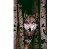 Empire Poster Motif : Loup Gris, Bunt, 61 x 91,5 cm