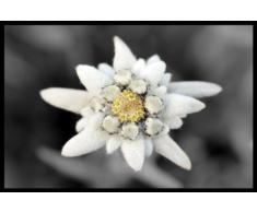 Digital Republic.com 40059 Paillasson Polyamide-PVC sans Phtalate