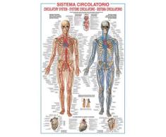 Empire 536730 Poster éducatif du système de Circulation Sanguine Humain, Version multilingue, 68 x 98 cm