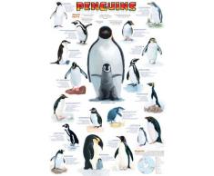 Empire Merchandising Poster éducatif avec Accessoire Motif Pingouins