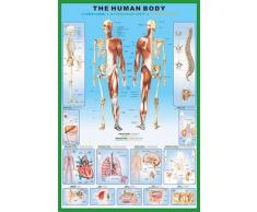 1art1 Le Corps Humain Poster - Anatomie (91 x 61 cm)