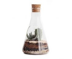 SUCK UK Kit de Terrarium Verre Transparent 22,5 x 12 x 12 cm