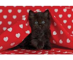 1art1 61667 Chats Poster Petit Chaton Noir Raven 91 x 61 cm