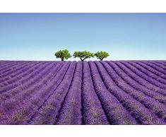 Papier Peint poster panoramique COULEUR LAVANDE 4 x 2,70 m | Déco et photo murale XXL Qualité HD Scenolia