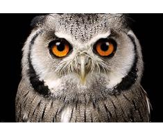 GB Eye LTD, Hibou, Visage, Maxi Poster