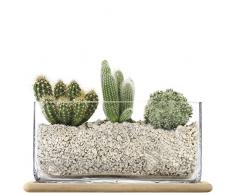 LSA International Pot de Fleurs, Verre, Claire, Oblong Pot & Oak Base, H19.5cm
