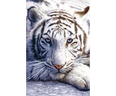 1art1Â® Empire Merchandising Gmbh 213907 Poster Tigre Blanc 61 cm x 91,5 cm