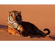 1art1 Grands FÃ©lins Poster - Tigre Au Repos (91 x 61 cm)