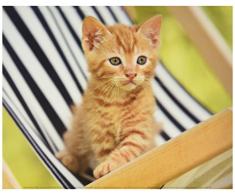 Affiche 24x30 cm Chaton roux / Ginger kitten / Rothaariges KÃ¤tzchen Florence ROUQUETTE, Jean-Michel LABAT