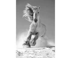 Scenolia Tableau Verre Acrylique White Horse 40 x 60 cm | DÃ©co Murale Moderne Fait en France