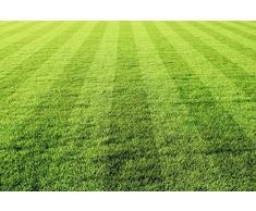 Scenolia Tableau Verre Acrylique déco & Design sur LA PELOUSE 70 x 50 cm | Déco Murale Qualité HD