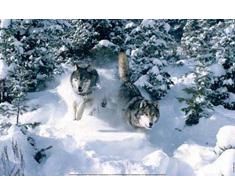 1art1 36808 Poster Loups Jeux dhiver 91 x 61 cm