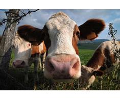 Papier Peint dÃ©co poster OH LA VACHE 3 x 2,70 m | DÃ©co et photo murale XXL QualitÃ© HD Scenolia