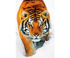 GB eye LTD, Tiger, Snow, Poster, 61 x 91,5 cm