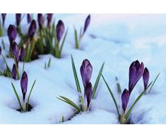 Scenolia Tableau Verre Acrylique déco & Design Crocus 70 x 50 cm | Déco Murale Qualité HD