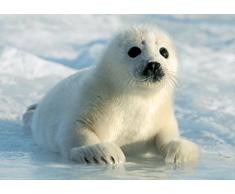 1art1 Phoques Poster - BÃ©bÃ© Phoque (91 x 61 cm)